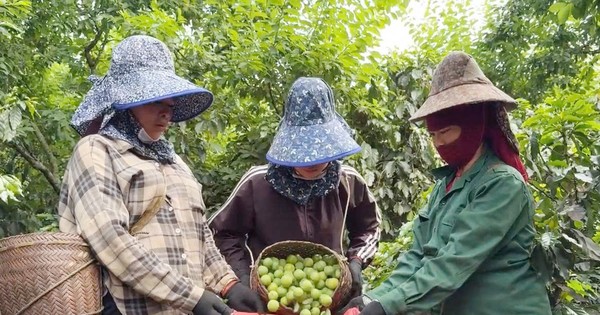 Cả xã khấm khá vì 'rủ nhau' trồng giống mận thơm ngon