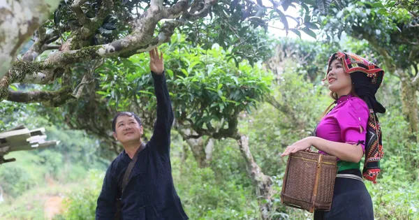 Cách dân bản vùng cao thoát nghèo với cây chè shan tuyết