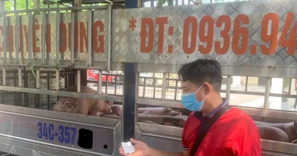 Công an chặn đứng vụ vận chuyển lợn nhiễm dịch về Hải Phòng tiêu thụ