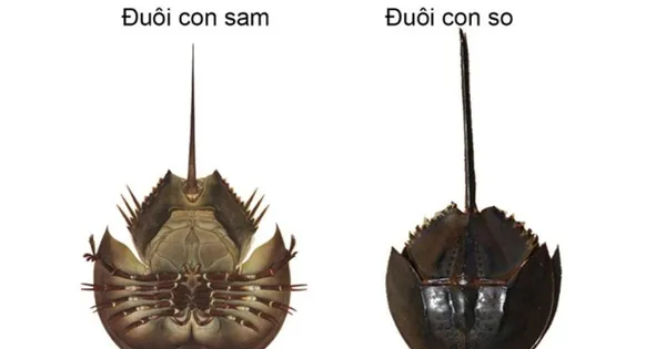 Ăn nhầm loài hải sản chứa chất kịch độc, người đàn ông liệt toàn thân nguy kịch