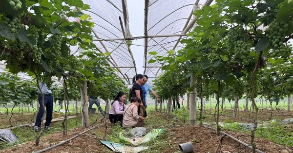 Nhờ vốn vay ưu đãi, nhiều hộ nông dân Lạng Sơn thoát nghèo