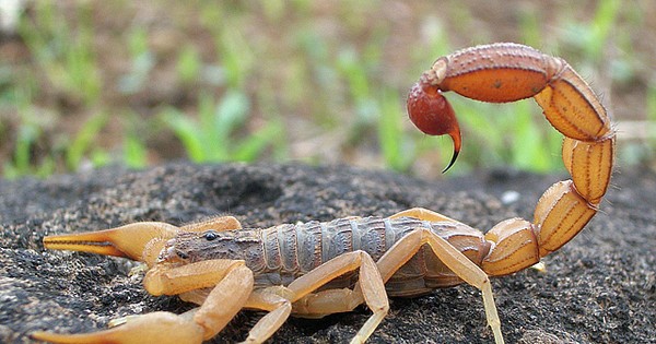 Bọ Cạp Độc Nhất Thế Giới: Khám Phá Những Bí Ẩn Thú Vị Và Sức Mạnh Kỳ Diệu
