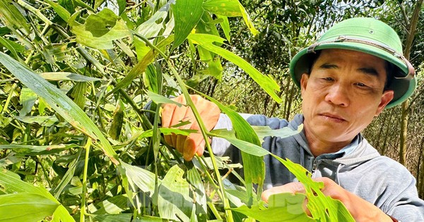 Rừng keo bạt ngàn bị sâu ăn trơ trụi, người dân mất sinh kế