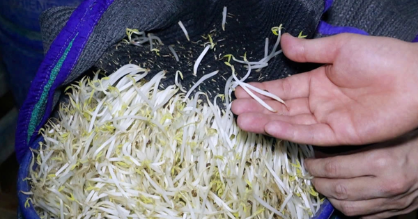 Hé lộ thị trường tiêu thụ 3.500 tấn giá đỗ ngâm 'nước kẹo'