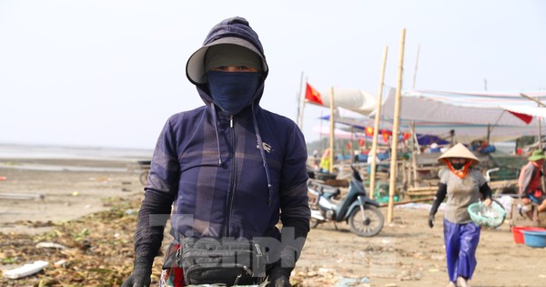 Mỏi tay gỡ cá tươi mỗi sáng, ngư dân Nghệ An thu nhập tiền triệu