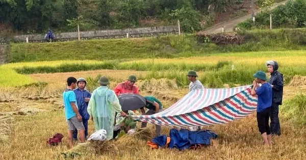 Người đàn ông bị sét đánh tử vong khi đang gặt lúa