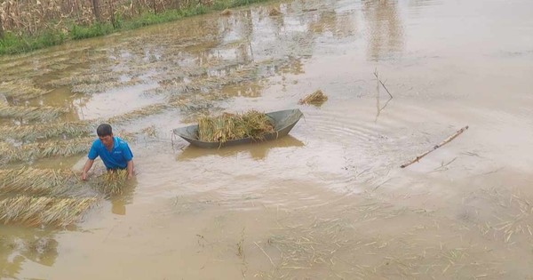 Trắng đêm chạy lũ, nông dân Hà Tĩnh bất lực nhìn hàng ngàn diện tích lúa chìm trong nước