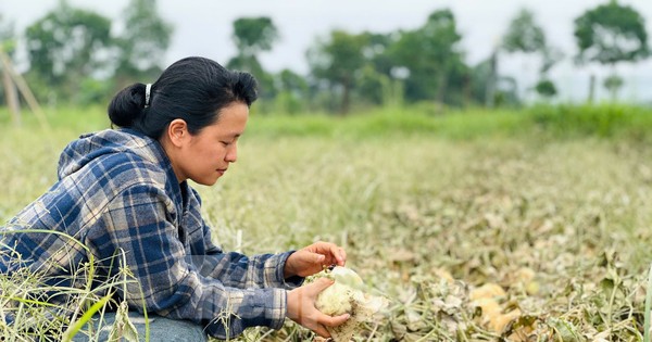 Nông dân trồng dưa trắng tay vì trận lũ bất thường