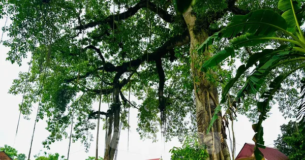Bộ rễ cây đa cổ thụ tạo hình cổng làng độc đáo