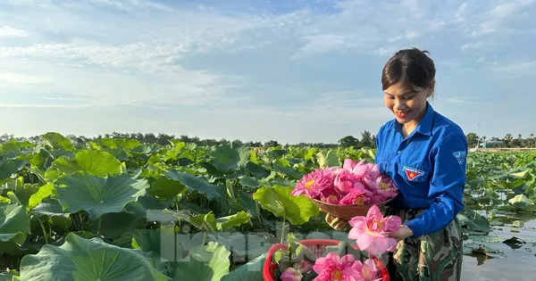 'Biến' vùng đất hoang hóa thành đầm sen thu tiền triệu mỗi ngày