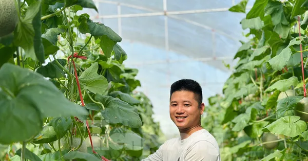Vườn dưa, nho bạc tỉ của chàng kỹ sư đam mê làm nông nghiệp sạch