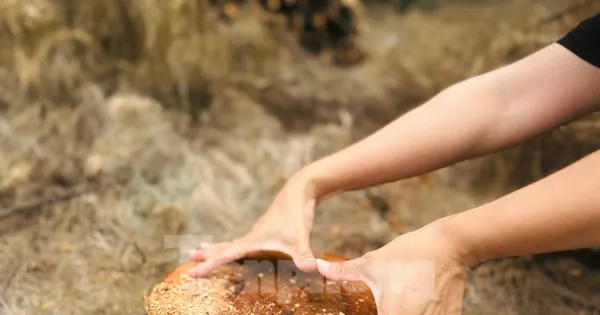 Nhiều diện tích rừng phi lao phòng hộ bị đốn hạ