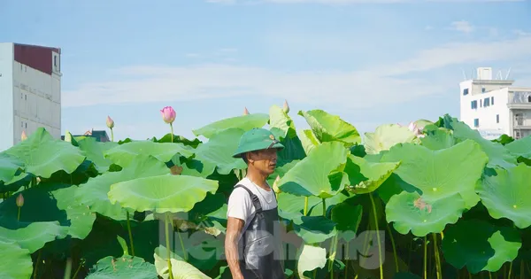 Làm giàu từ cây sen trên vùng đất trũng