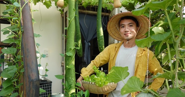 Chàng trai biến sân thượng ở TPHCM thành 'vườn chữa lành' sum sê