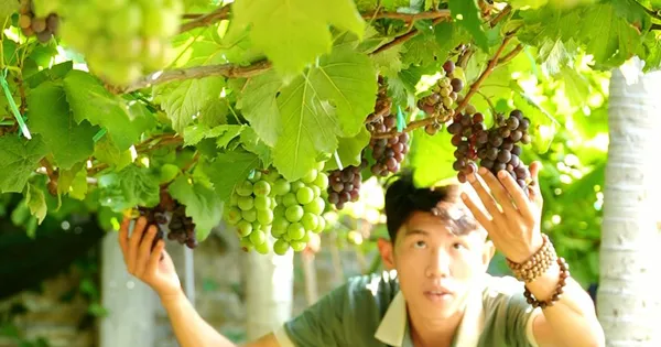 Chàng trai Ninh Thuận biến khu vườn xơ xác thành chốn thư giãn, đẹp như mơ