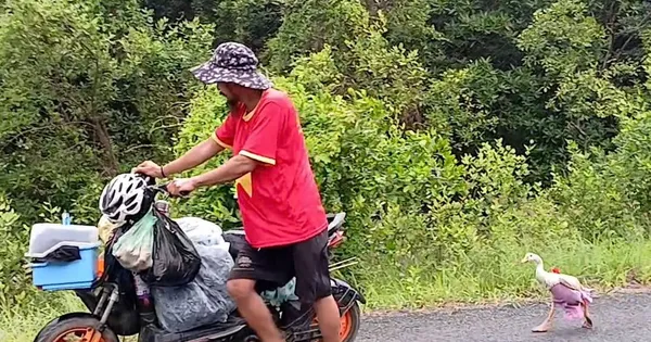Chú ngỗng cực khôn cùng chủ đi bộ xuyên Việt, được trả ngàn đô cũng không bán