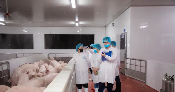 Kiểm tra hoạt động giết mổ lợn của Công ty C.P Việt Nam tại Hà Nội