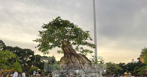 Du khách tò mò đi xem chậu bonsai bằng lăng độc lạ, xoay tròn