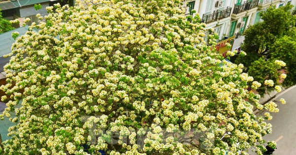 Báu vật hơn 300 tuổi khoe sắc vàng rực giữa lòng Thủ đô