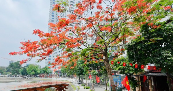 Hoa bằng lăng, phượng vĩ nở rộ khắp phố phường Hà Nội