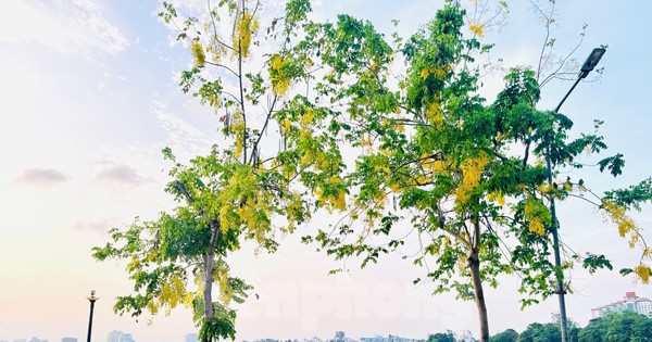 Hoa muồng hoàng yến nhuộm vàng phố phường Hà Nội