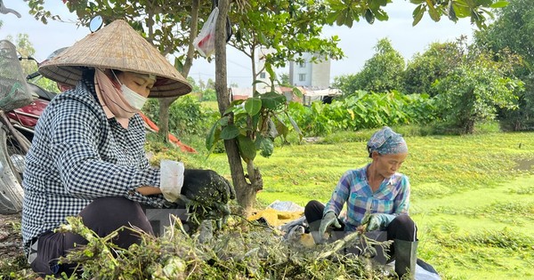 tienphong.vn