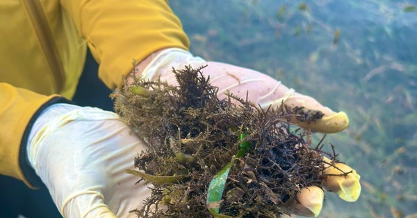 Dân kiếm tiền triệu từ loại 'rau dại' từng cho không ai lấy