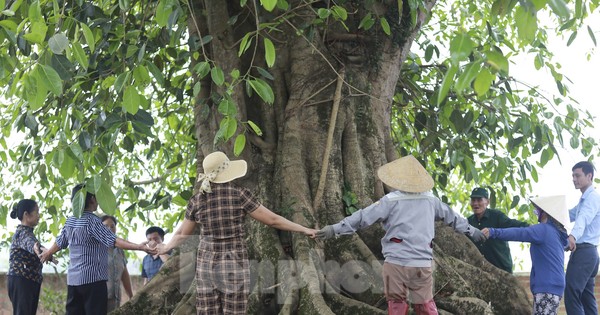 Báu vật 'cụ đa' hơn 300 năm tuổi, nơi trú ẩn của bộ đội thời chiến