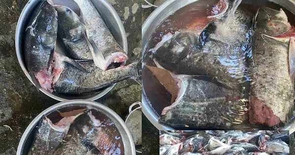 Lãnh đạo tỉnh Hà Tĩnh nói gì về vụ 10 tạ cá mè bị chết ở cửa xả nước hồ Kẻ Gỗ
