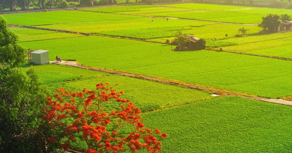 Cây phượng 'cô đơn' giữa ruộng rau muống tại TPHCM lại gây sốt mạng xã hội