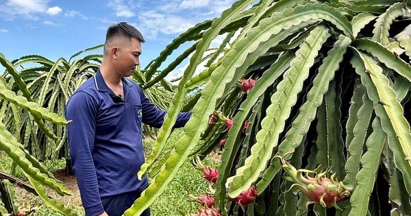Giá Thanh Long 'rẻ như bèo'