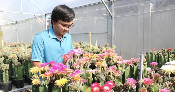 Ngắm vườn hoa xương rồng rực rỡ của kỹ sư công nghệ 9x Khánh Hòa