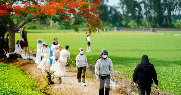 Cận cảnh 'cây phượng cô đơn' gây sốt cộng đồng mạng ở TPHCM