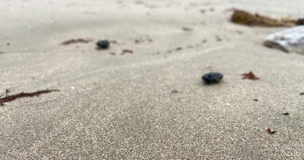 Dầu vón cục lại xuất hiện ở biển Nha Trang, dính đầy vào du khách tắm biển
