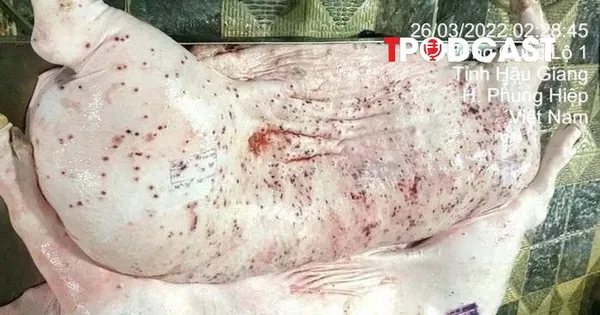 NÓNG 4/6: Vụ C.P. bị tố bán heo bệnh: Truy tìm cán bộ thú y đóng dấu kiểm dịch hình chữ nhật