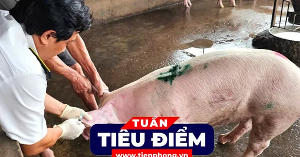 TIÊU ĐIỂM: Kết quả xác minh vụ đóng dấu kiểm dịch sai đối với heo bệnh của Công ty C.P