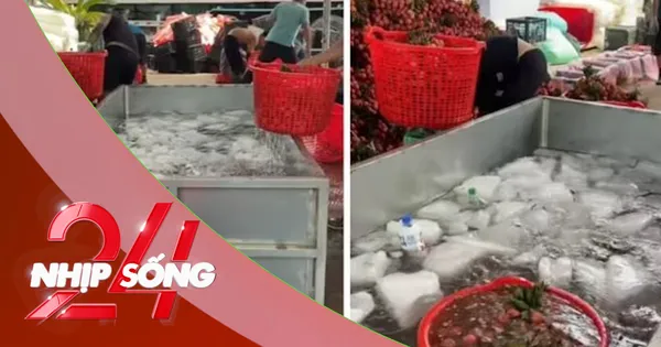NHỊP SỐNG: Vải thiều mới thu hoạch được ngâm nước đá, chuyên gia lý giải