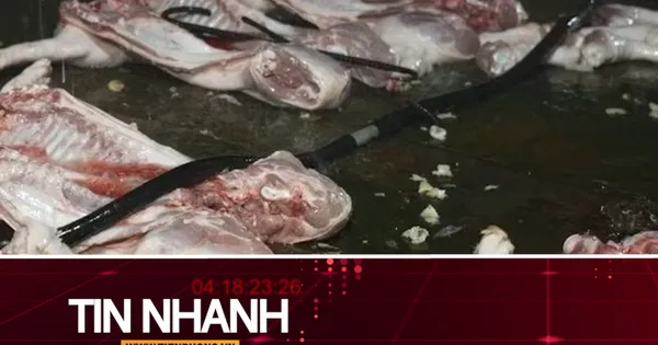 TIN NHANH: Cá biển có màu đỏ; Lời khai của các đối tượng giết mổ, tiêu thụ lợn bệnh