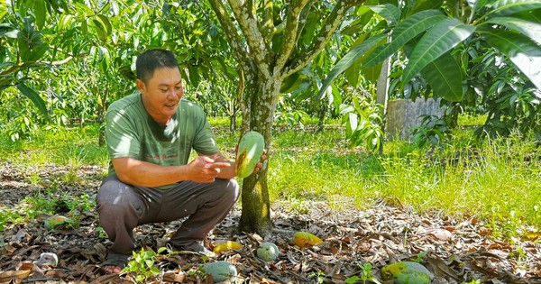 Xoài Đài Loan to bự rớt giá ở Đồng Nai, rụng đầy mặt đất