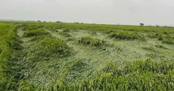Không khí lạnh, mưa lớn tại Huế gây thiệt hại nặng cho sản xuất nông nghiệp