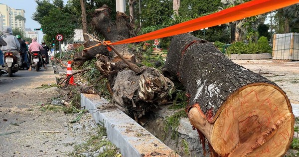 Thi công vỉa hè 'bức tử' cây xanh, TPHCM truy trách nhiệm từng đơn vị thi công
