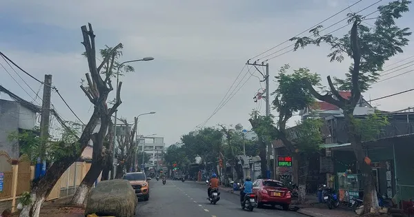 Hình ảnh hàng cây bị đốn hạ, cắt tỉa trơ trụi trên đường phố Dĩ An, Bình Dương