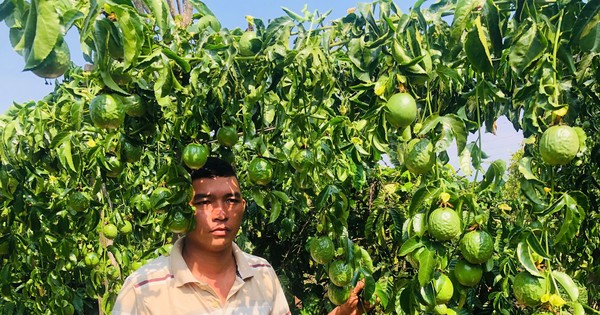 Người đàn ông ứa nước mắt thấy cả vườn chanh dây sắp thu hoạch bị chặt đứt gốc