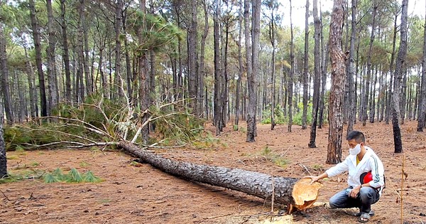 Hàng loạt cây thông trong dự án sân Golf Đak Đoa bị đốn hạ