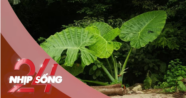 NHỊP SỐNG 24: Trào lưu chụp ảnh 'người tí hon' với cây ráy khổng lồ tại Cúc Phương