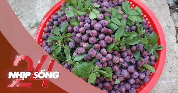 NHỊP SỐNG 24: Bị điếc đột ngột sau tắm đêm; Người đàn ông bỏ phố vào hang sống nhiều năm