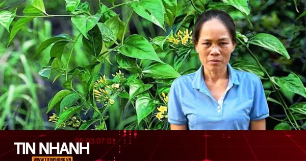 TIN NHANH: Lời khai của ‘lang băm’ bán thuốc nam có chứa độc tố lá ngón gây chết người