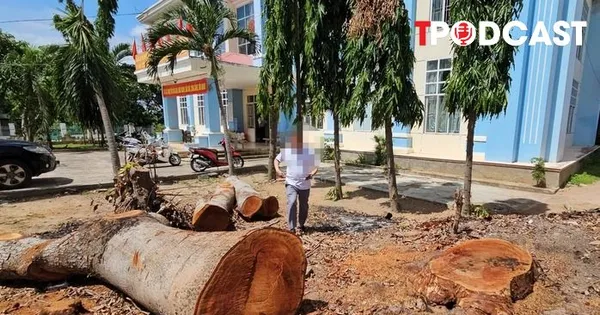 NÓNG 26/6: Vụ cưa bán cây trong công sở sát ngày sáp nhập: Chủ tịch phường lên tiếng