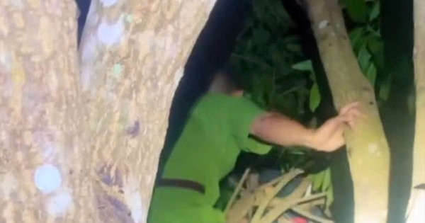 Hi hữu: Học sinh lớp 2 ngủ quên trên cây, gia đình báo công an đi tìm