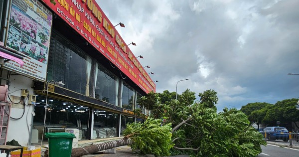Cây cao 10m bật gốc, cần cẩu ngã đè ô tô ở TPHCM, nhiều người may mắn thoát nạn